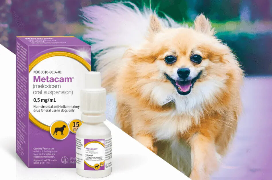 Pain relief for dogs 2024 metacam